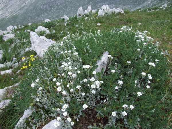 Fioriture in quota